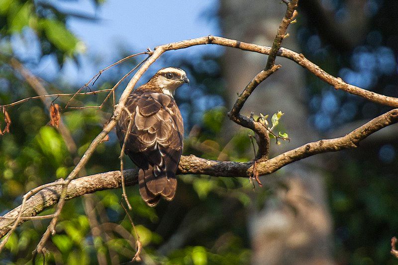 Philippine_honey_buzzard__3