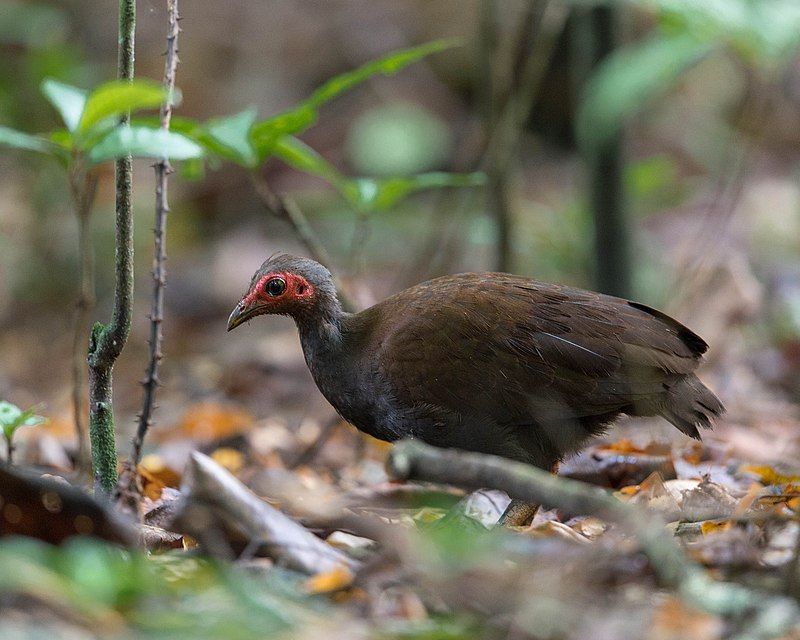 Philippine_megapode__4