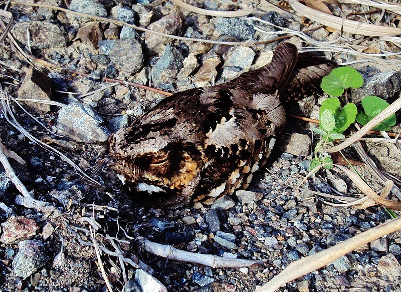 Philippine_nightjar__8