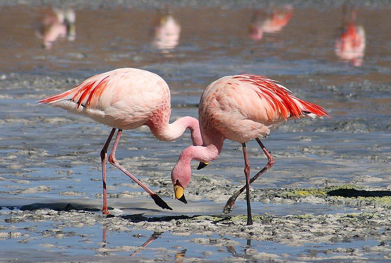 Phoenicopteriformes__11