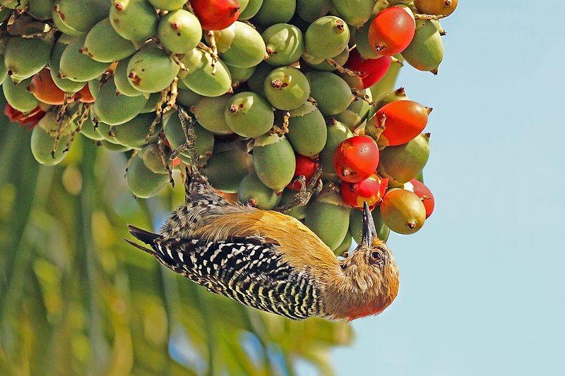 Piciformes__32