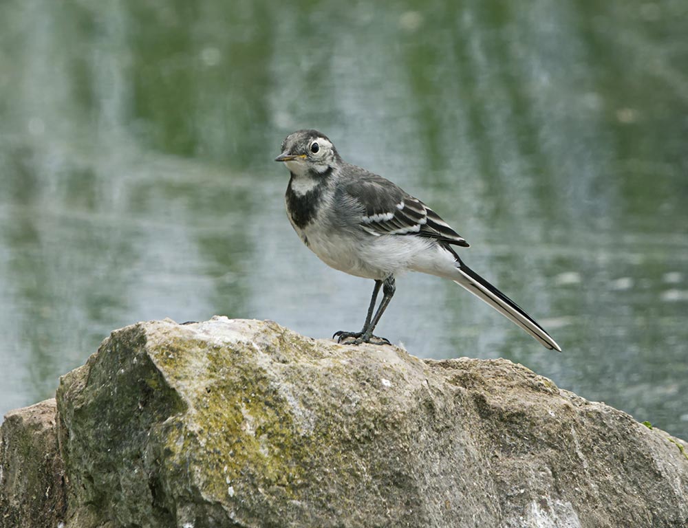 Pied Wagtail