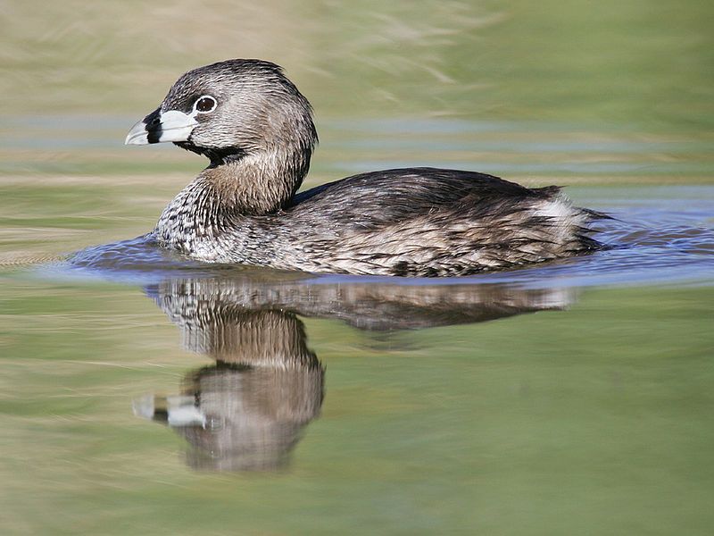 Pied-billed_grebe__2