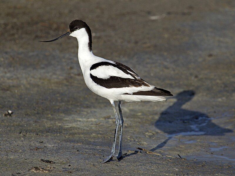 Pied_avocet__10