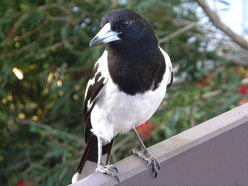 Pied_butcherbird__2