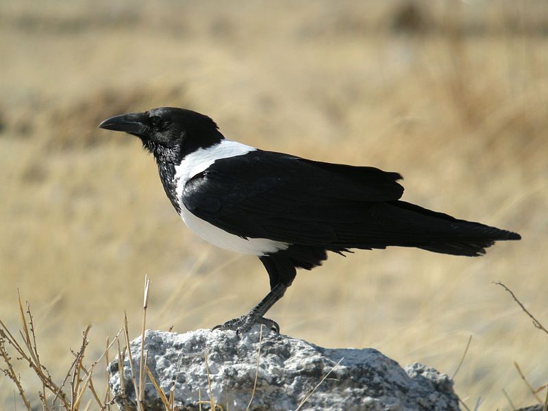 Pied_crow__14