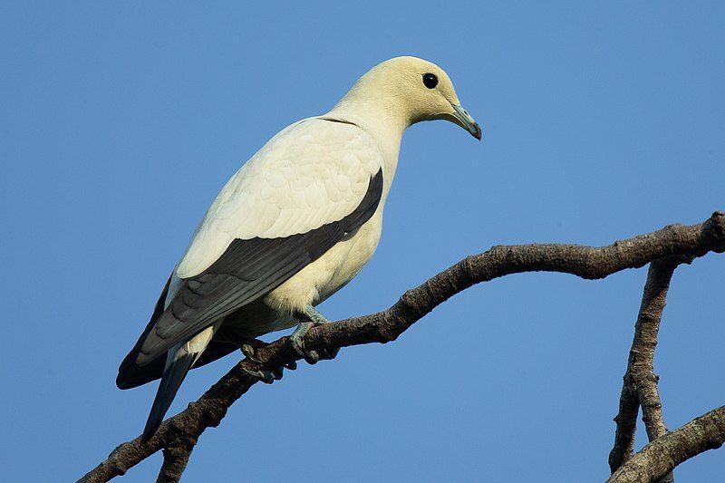 Pied_imperial_pigeon__12