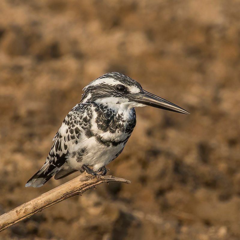 Pied_kingfisher__10