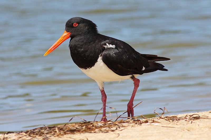 Pied_oystercatcher__23