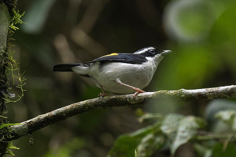 Pied_shrike-babbler__7