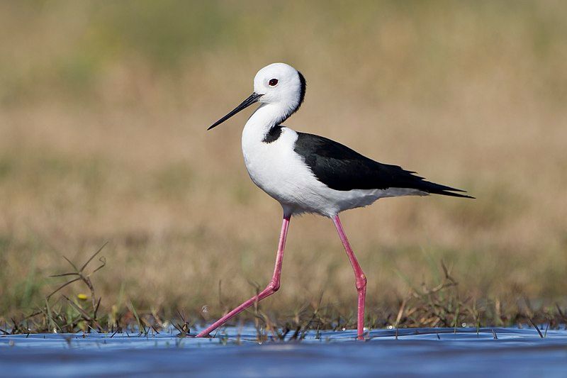 Pied_stilt__6