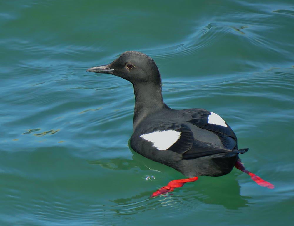 Pigeon Guillemot