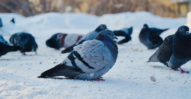 Pigeons