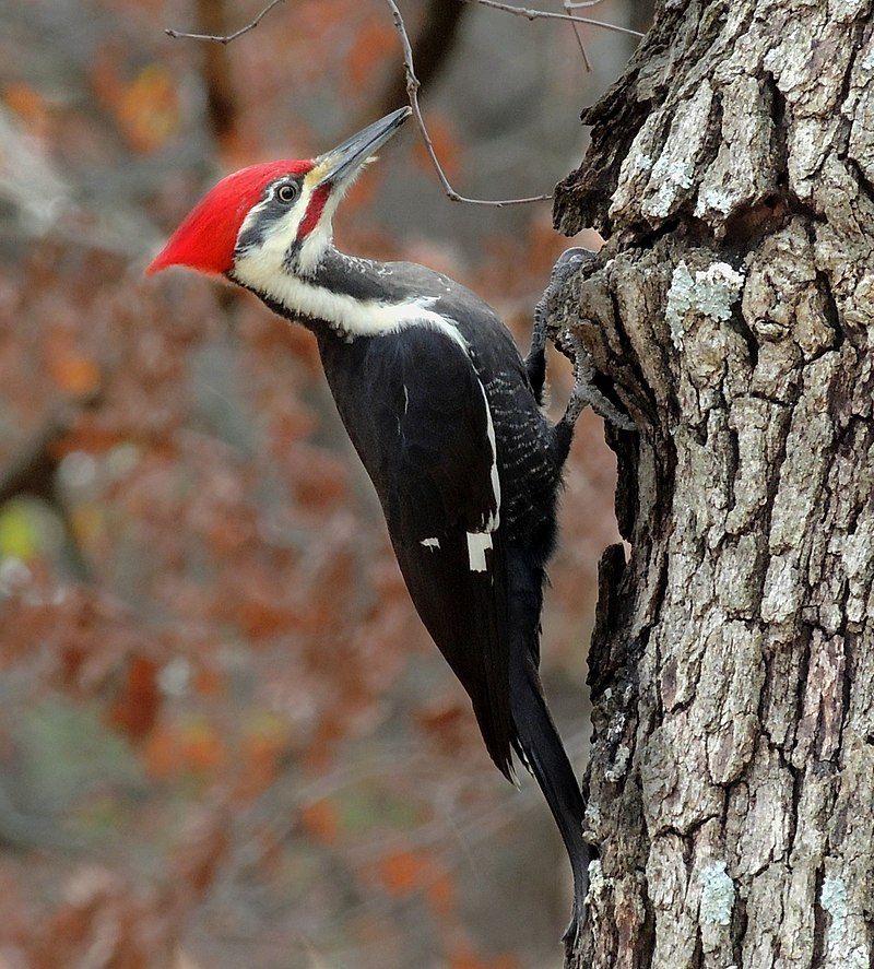 Pileated_woodpecker__13