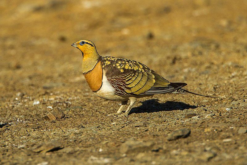 Pin-tailed_sandgrouse__14