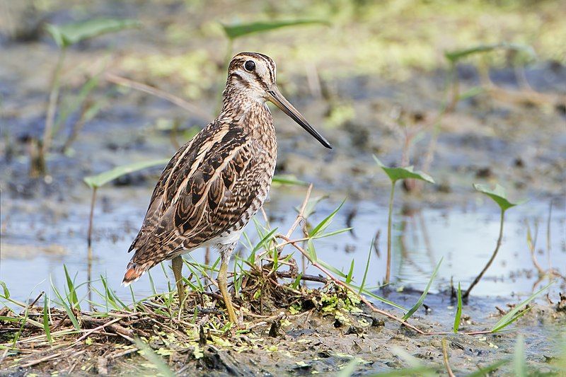 Pin-tailed_snipe__17