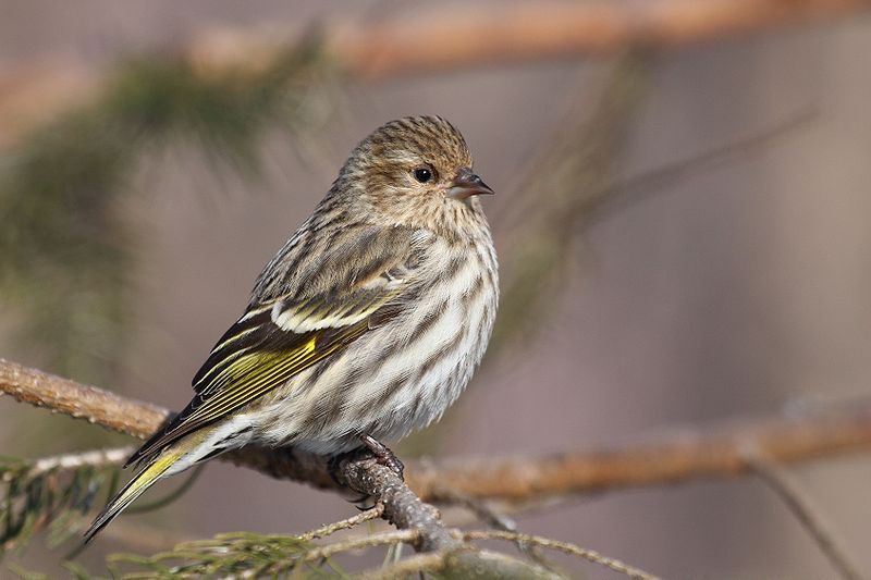 Pine_siskin__17