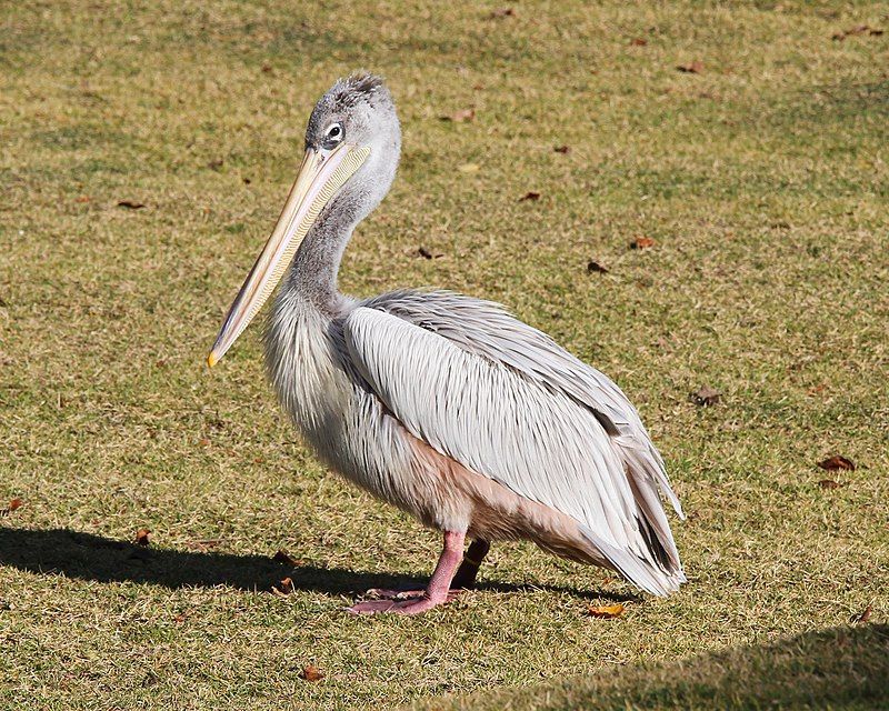 Pink-backed_pelican__8