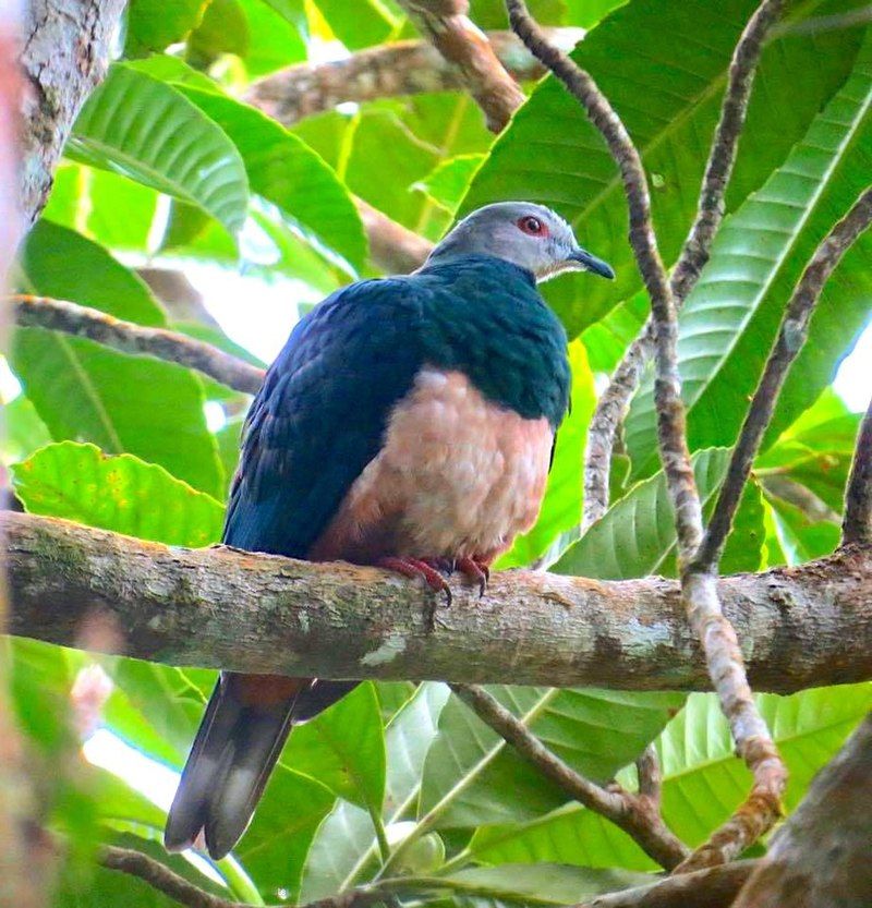 Pink-bellied_imperial_pigeon__5