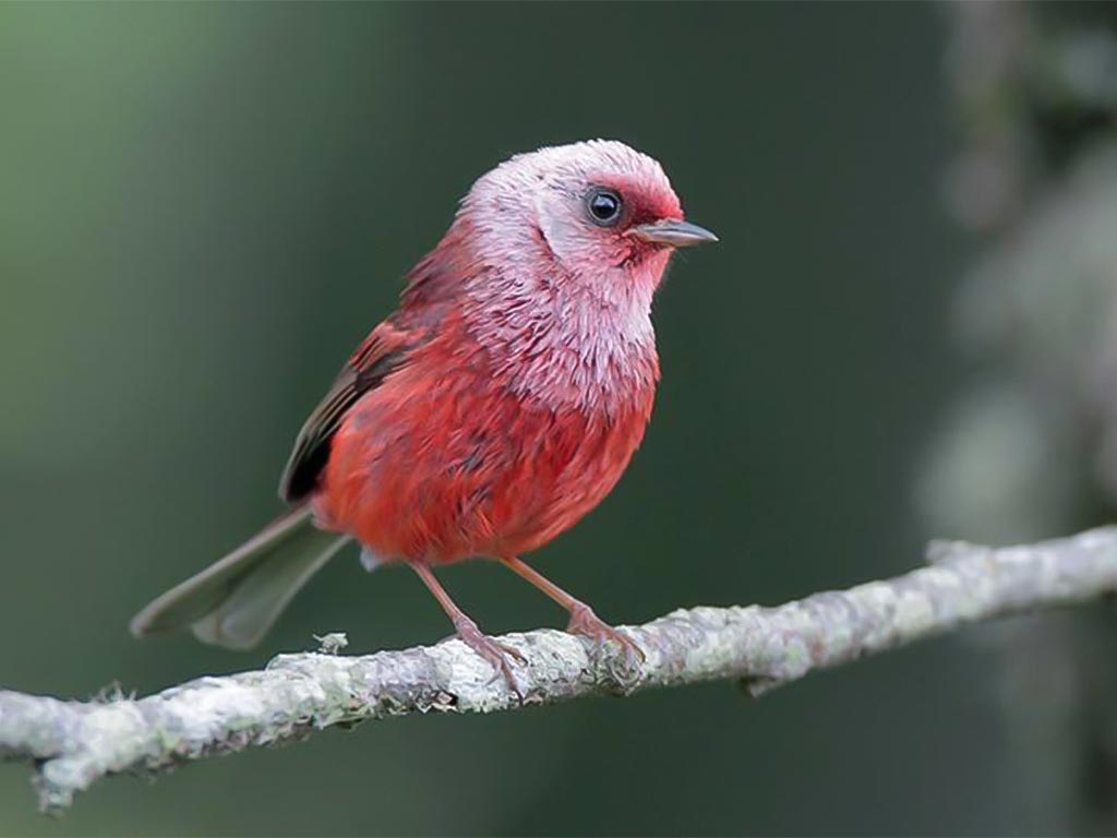 Pink-headed Warbler