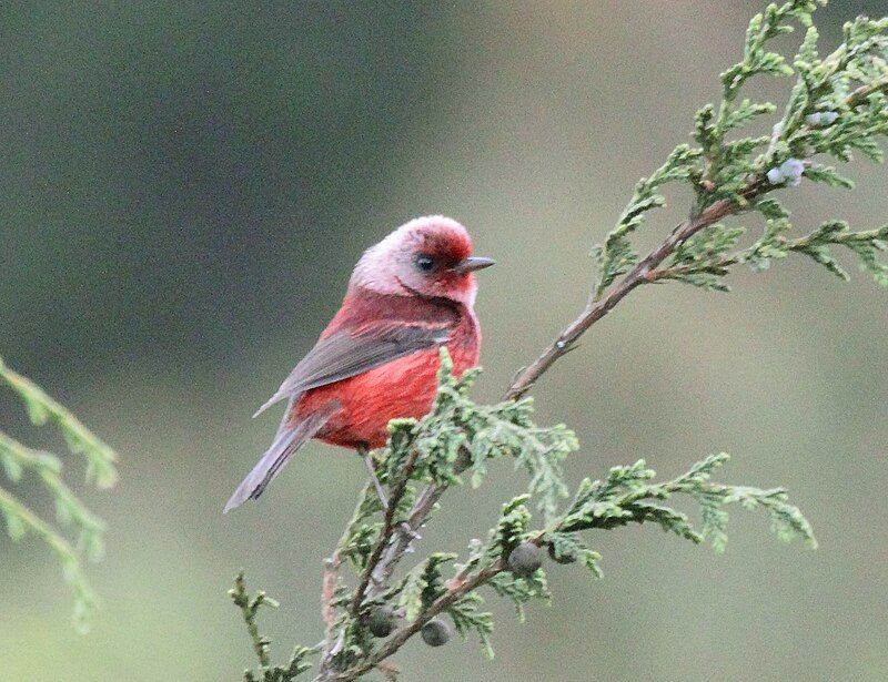 Pink-headed_warbler__5