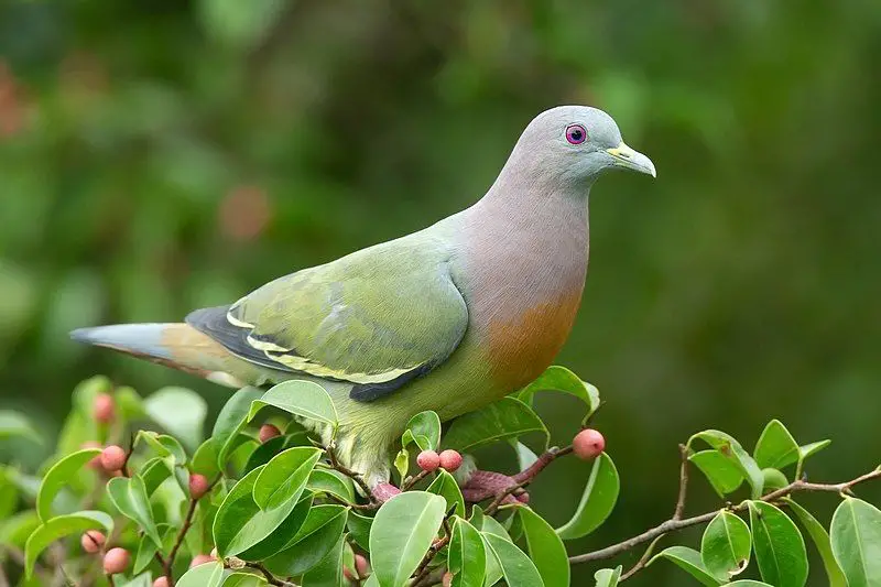 Pink-necked_green_pigeon__6