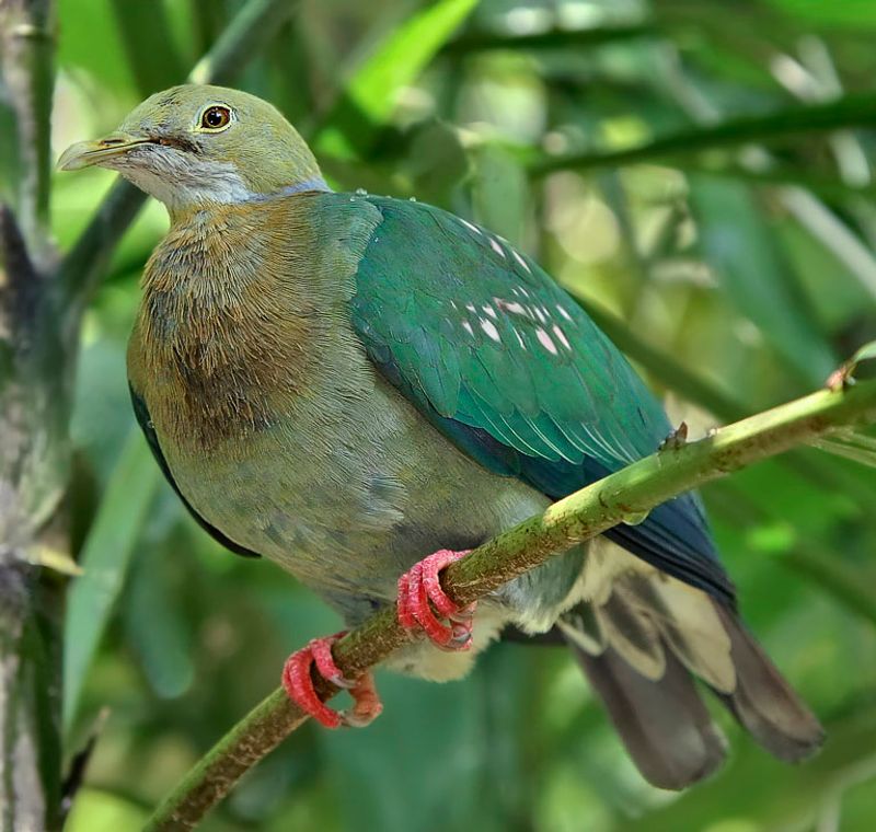 Pink-spotted_fruit_dove__22