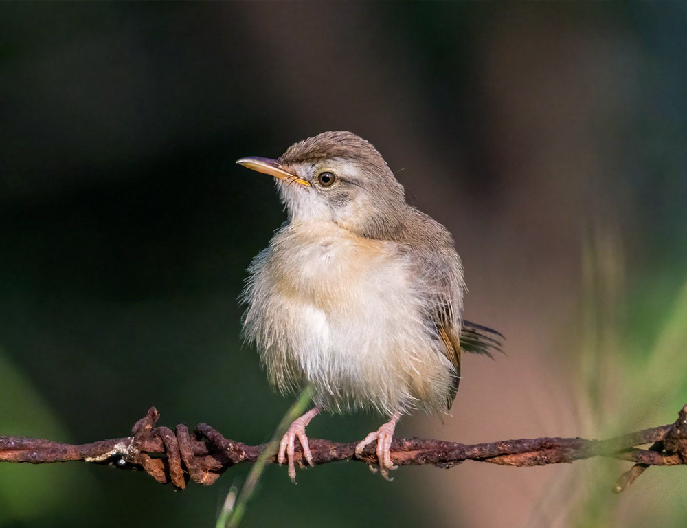 Plain Prinia