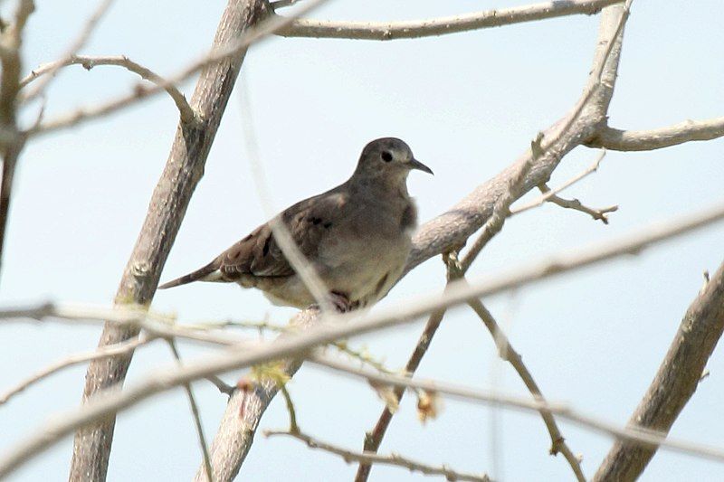 Plain-breasted_ground_dove__25