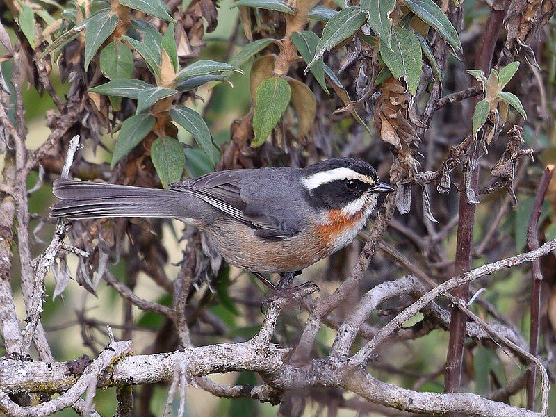 Plain-tailed_warbling_finch__9