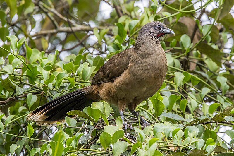 Plain_chachalaca__5