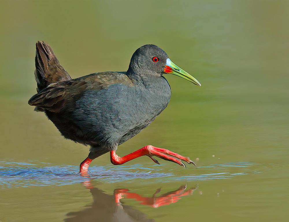 Plumbeous Rail