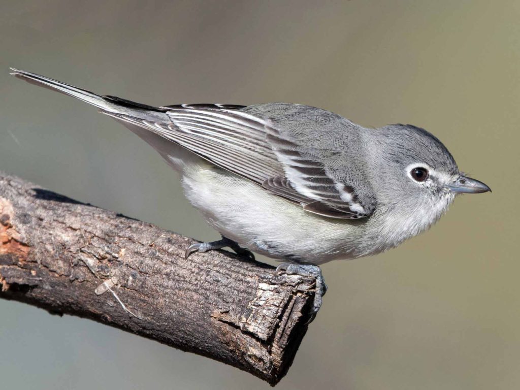 Plumbeous Vireo