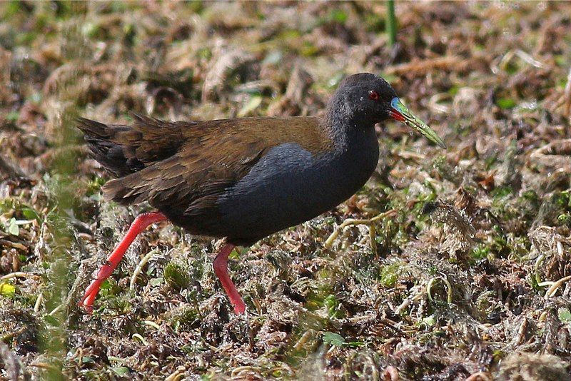 Plumbeous_rail__8