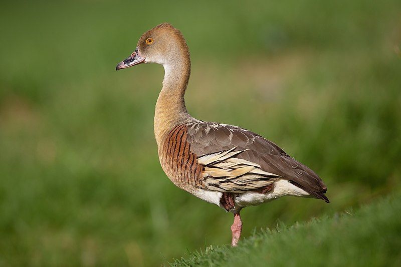 Plumed_whistling_duck__11