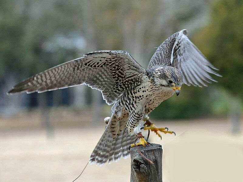 Prairie Falcon