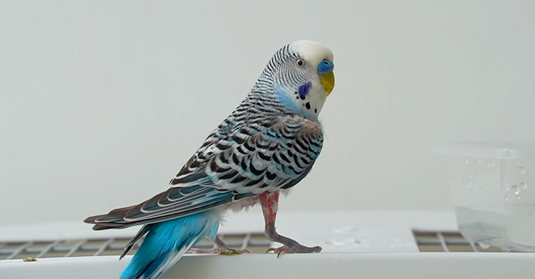 Precautions To Consider Before Getting A Pet Bird 
