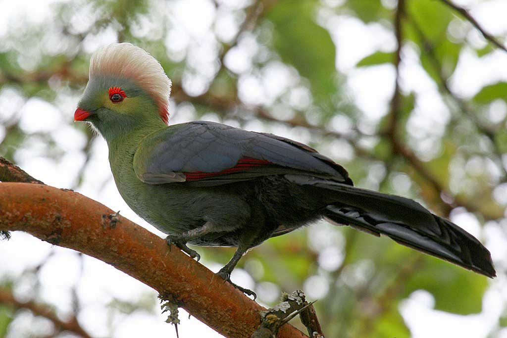 Prince Ruspoli's Turaco