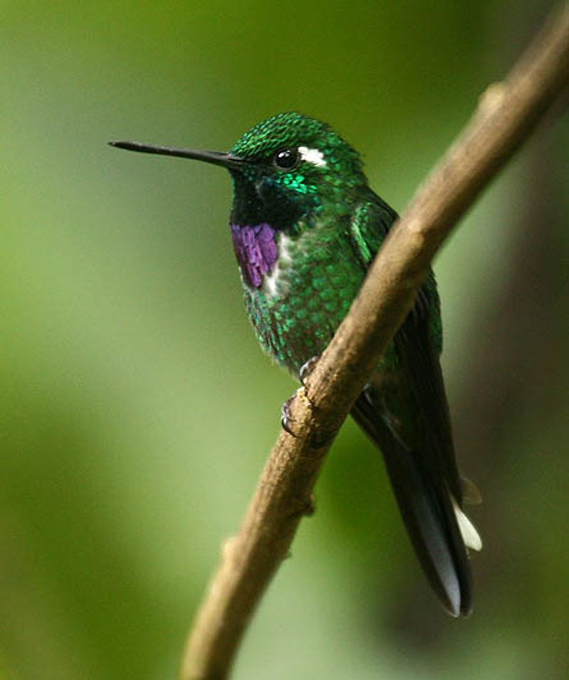 Purple-bibbed_whitetip__1
