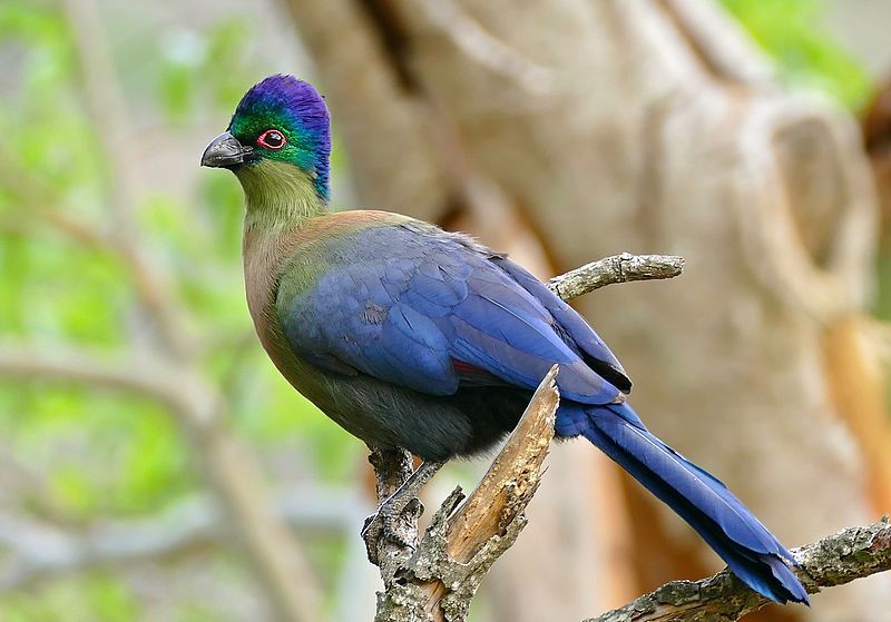 Purple-crested_turaco__13