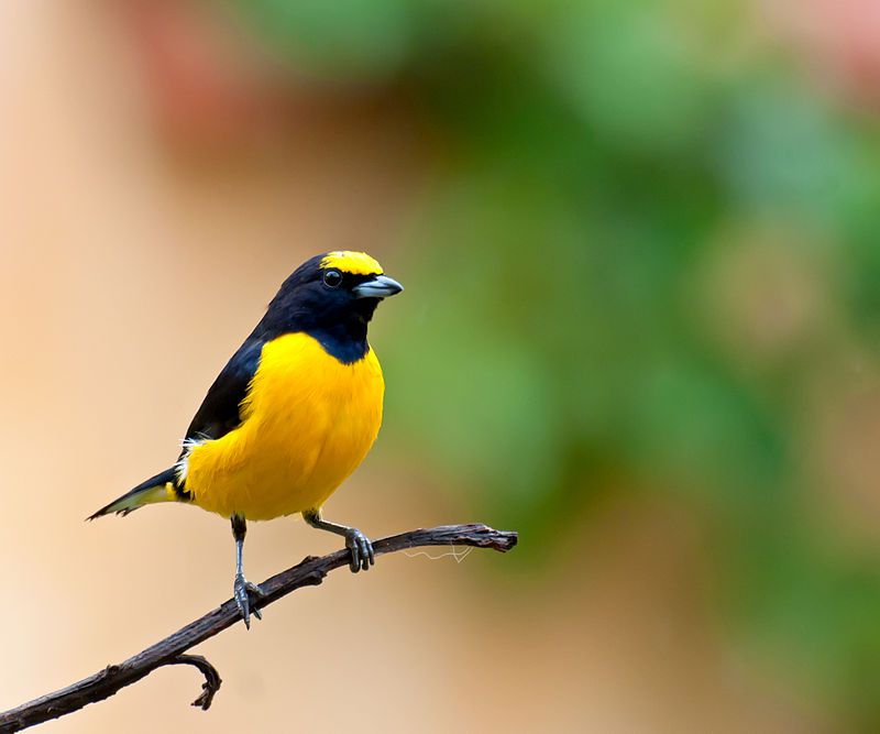 Purple-throated_euphonia__2