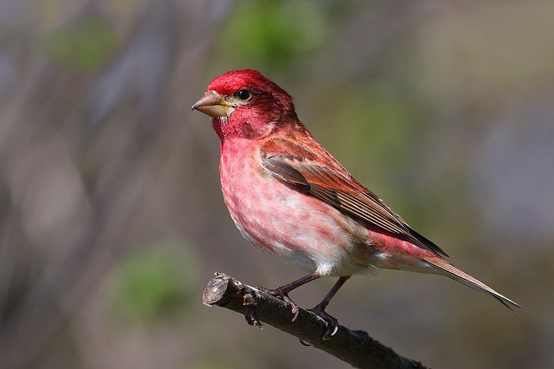 Purple_finch__10