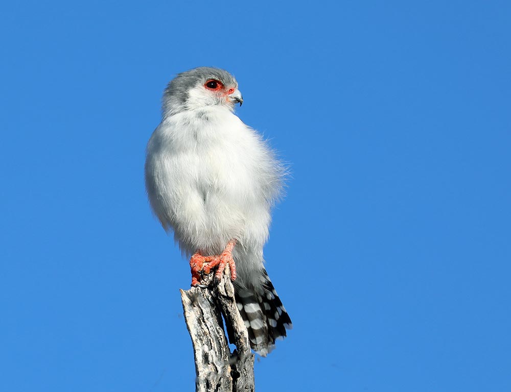 Pygmy Falcon