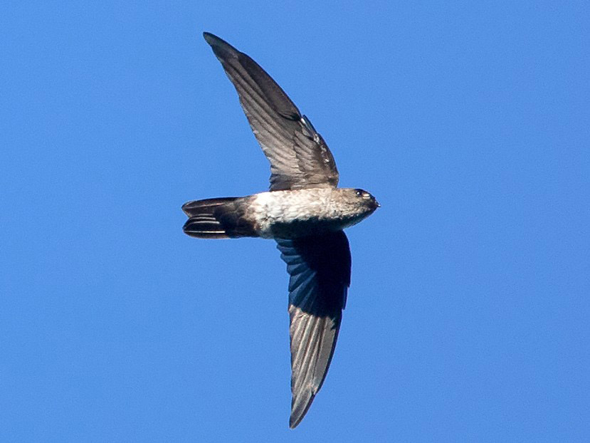 Pygmy Swiftlet