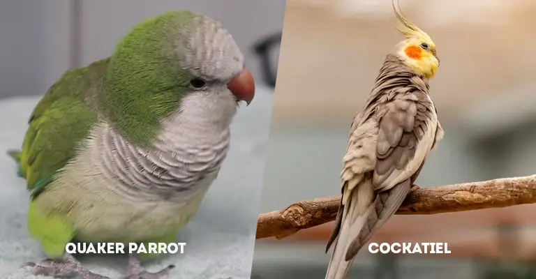 Quaker Parrot Vs Cockatiel