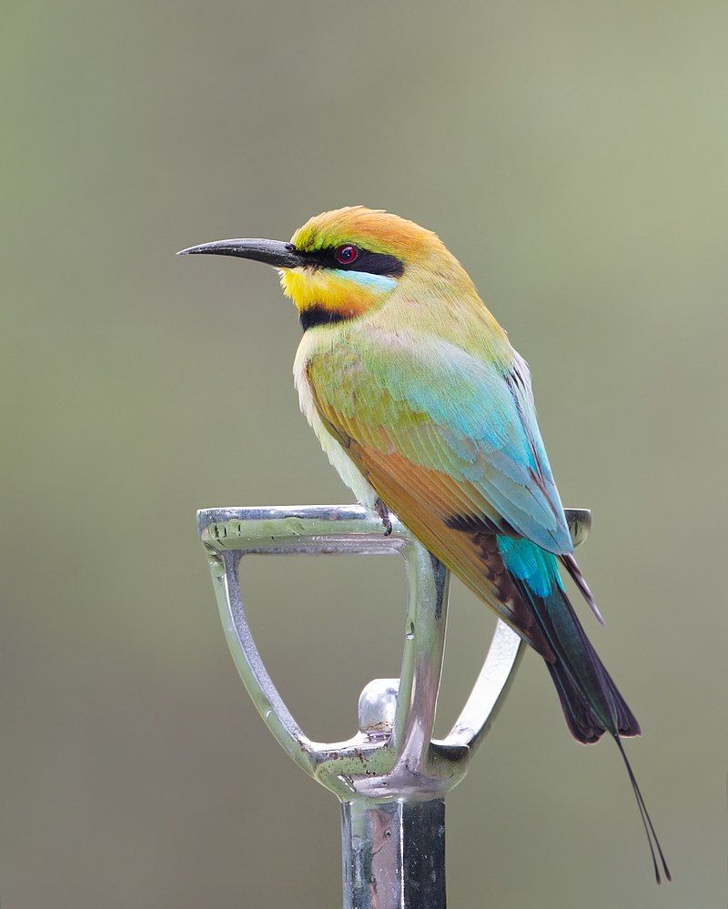 Rainbow_bee-eater__10