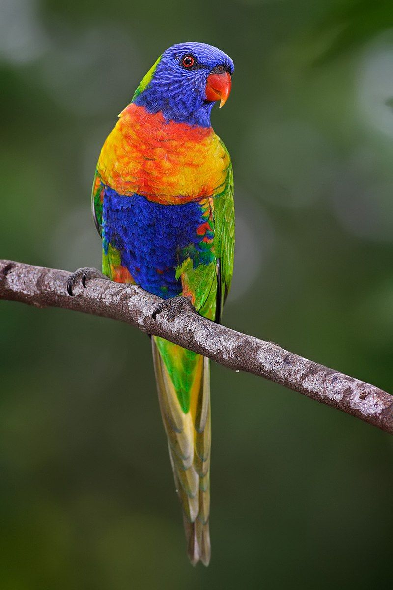 Rainbow_lorikeet__22