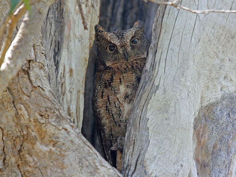 Rainforest_scops_owl__22