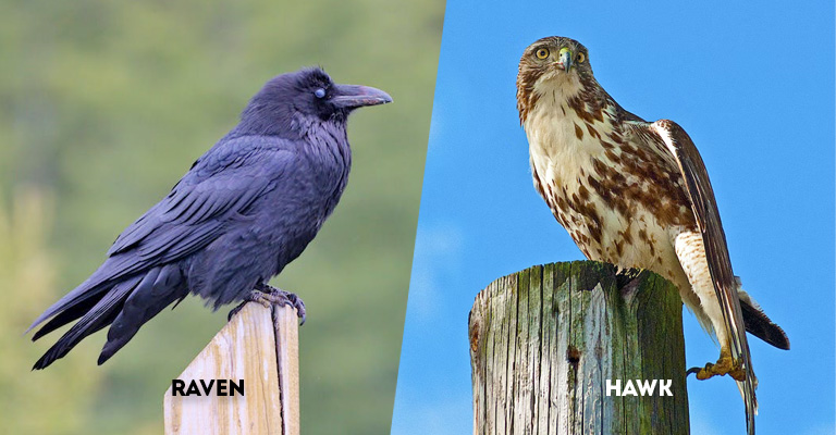 Raven Vs Hawk