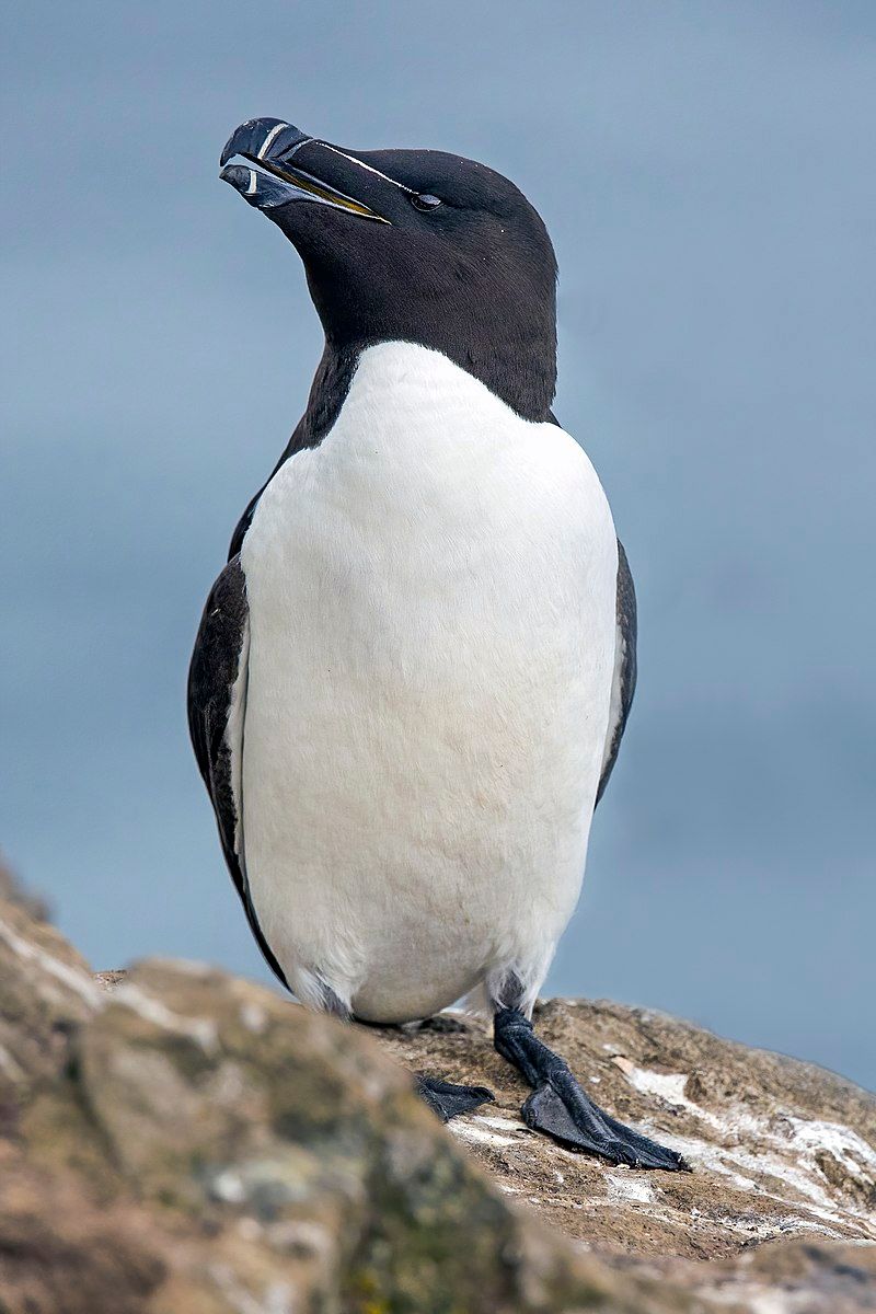 Razorbill__13